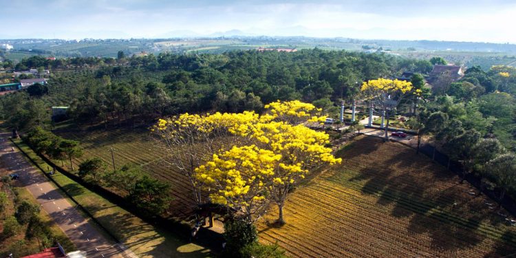 Phượng vàng khoe sắc khắp phố núi Bảo Lộc 9