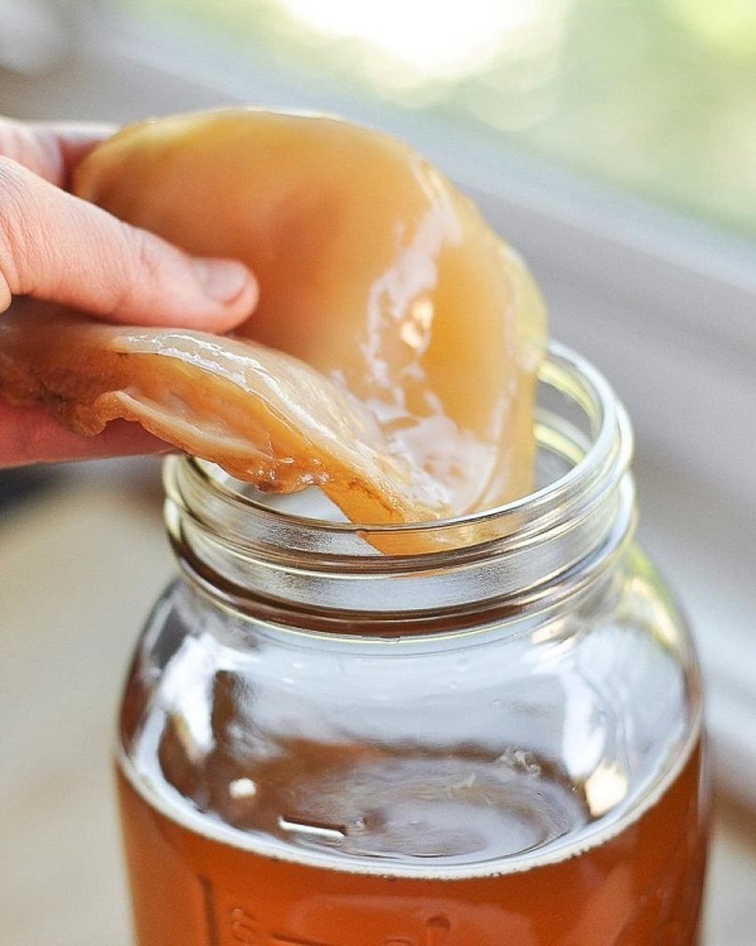 Bạn biết gì về SCOBY của "Thuốc tiên bất tử"trà Kombucha? 3