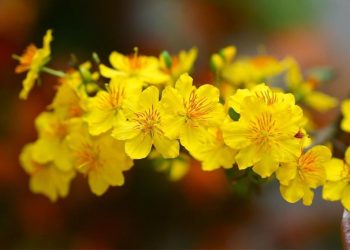 Xuân ở miền Nam