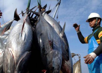 3,5 tỷ USD xuất khẩu hải sản và chiếc 'thẻ vàng' của EU