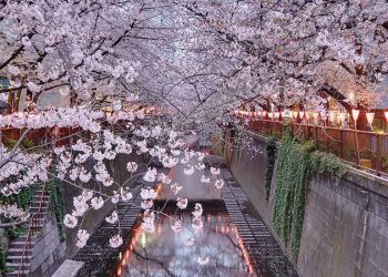 6 điểm đến lý tưởng ngắm hoa anh đào trên thế giới