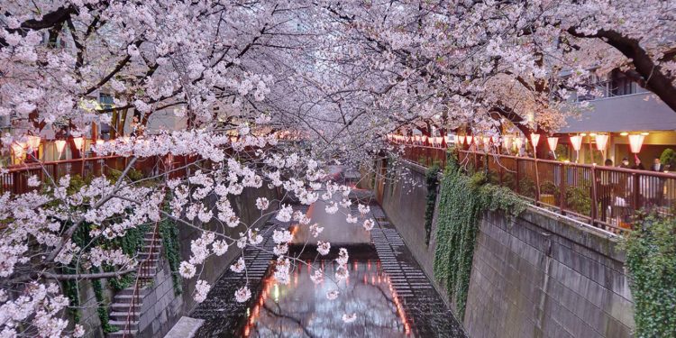 6 điểm đến lý tưởng ngắm hoa anh đào trên thế giới