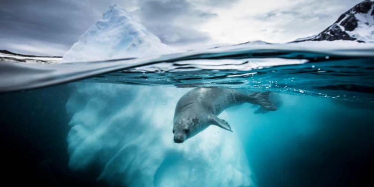 Mê mẩn ảnh đẹp đại dương năm 2019 5