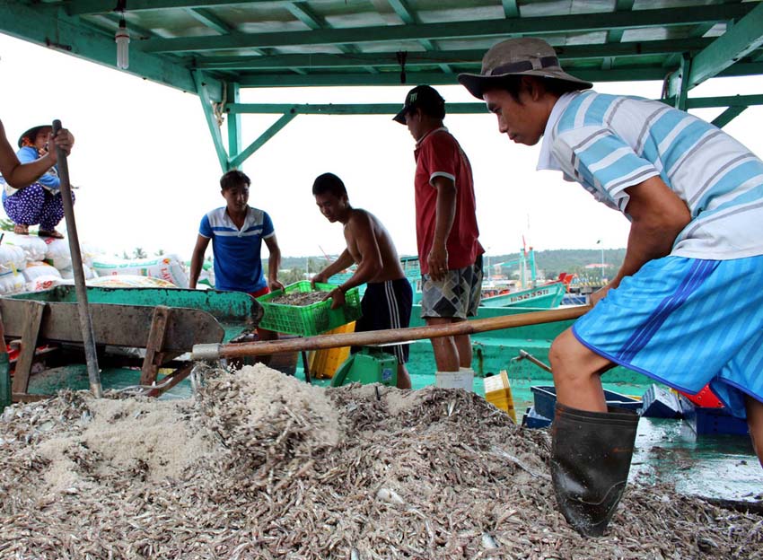 Cá cơm đã trộn muối được thu mua tại bến để bán cho các nhà thùng làm nguyên liệu sản xuất nước mắm tại Phú Quốc - Ảnh: DUY KHÁNH