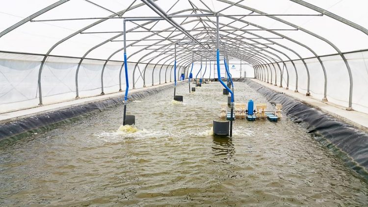 Neovia Việt Nam ra mắt kênh tư vấn trực tuyến cho người chăn nuôi