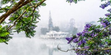 Phượng tím nở rộ trên đường phố Đà Lạt 3