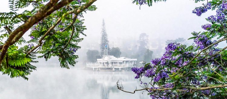 Phượng tím nở rộ trên đường phố Đà Lạt 3