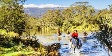 Không ít du khách chọn khám phá Kosciuszko bằng cách leo lên lưng ngựa 1