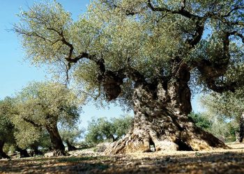 Cây ôliu được trồng nhiều ở Tây Ban Nha