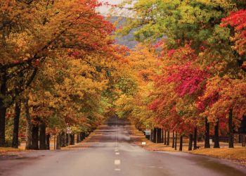 Tận hưởng “nàng thu” Sydney