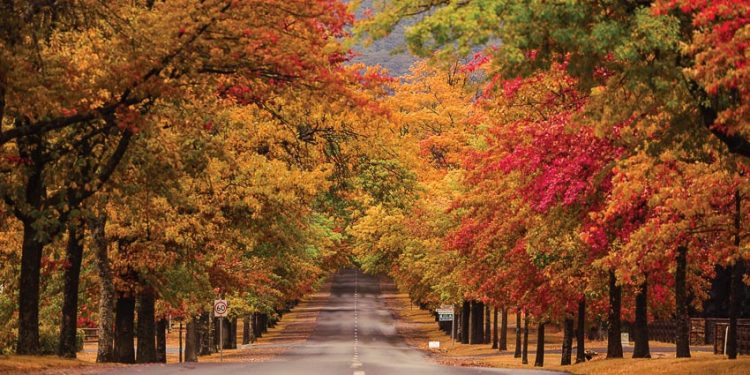 Tận hưởng “nàng thu” Sydney