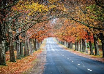 Lạc bước giữa đại lộ lá vàng Macedon