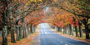 Lạc bước giữa đại lộ lá vàng Macedon