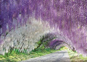 Lạc bước giữa rừng hoa