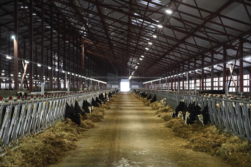 Trang trại bò sữa cao sản đầu tiên của Tập đoàn TH tại Volokolamsk, tỉnh Moscow, Liên bang Nga (Ảnh: TH true Milk)