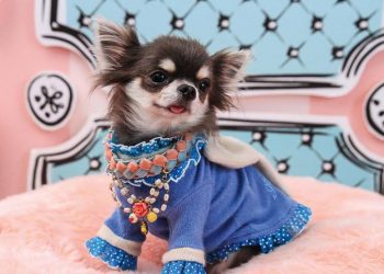 Thú cưng đối tượng khách hàng mới của thời trang 1