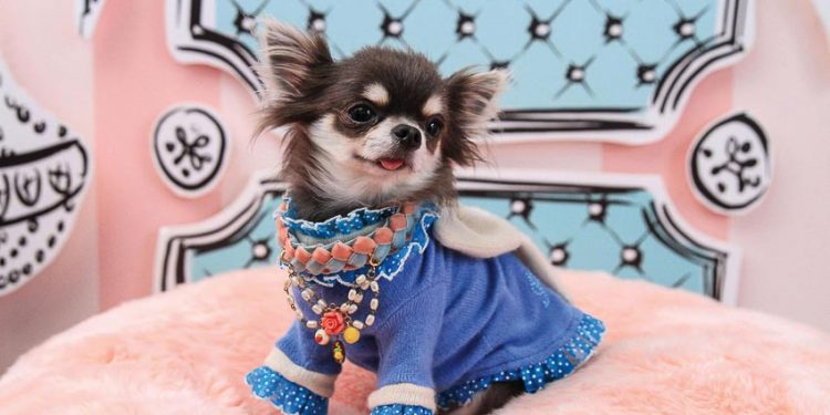 Thú cưng đối tượng khách hàng mới của thời trang 1