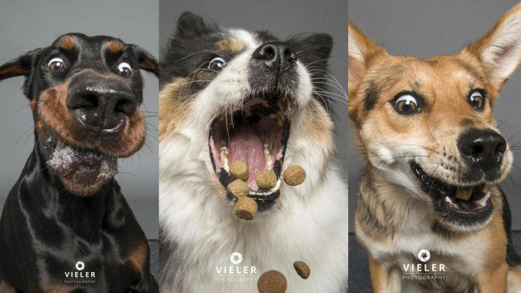 Bộ ảnh những chú chó đang cố gắng bắt thức ăn với biểu cảm hài hước