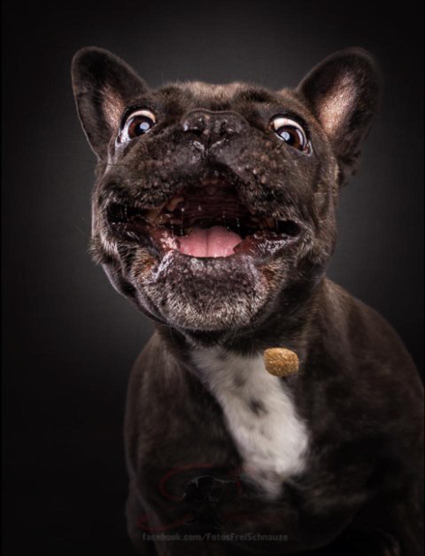 Bộ ảnh những chú chó đang cố gắng bắt thức ăn với biểu cảm hài hước