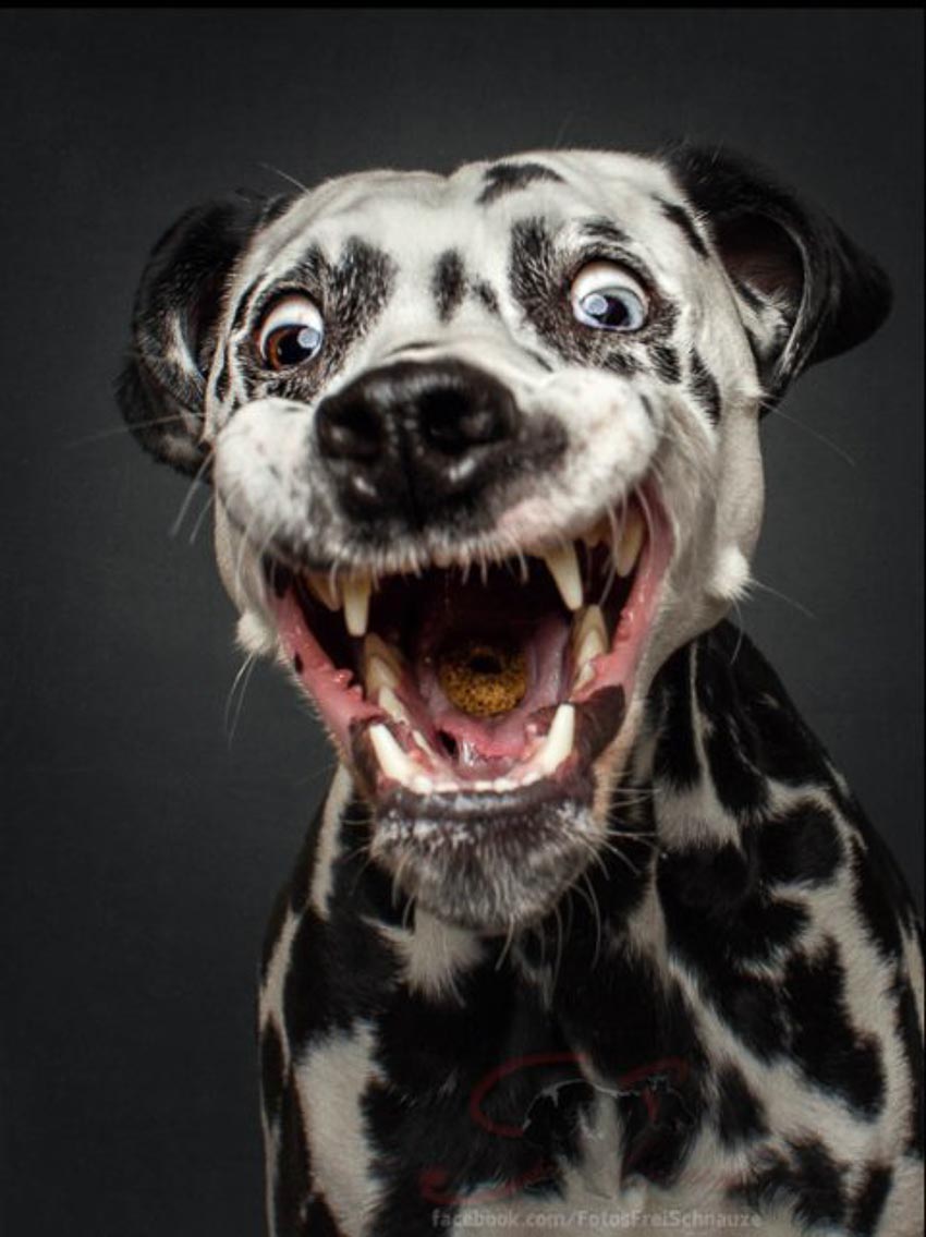 Bộ ảnh những chú chó đang cố gắng bắt thức ăn với biểu cảm hài hước