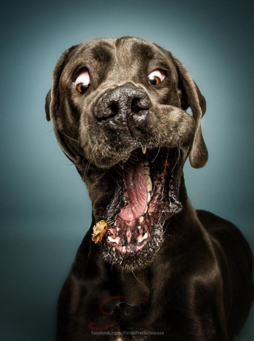 Thức ăn và biểu cảm chó hài hước: Thức ăn luôn là điều yêu thích của chúng ta và cùng với biểu cảm hài hước của chó, bạn sẽ có trải nghiệm tuyệt vời. Hãy xem hình ảnh liên quan để cười thả ga và cảm nhận niềm vui của chúng ta.