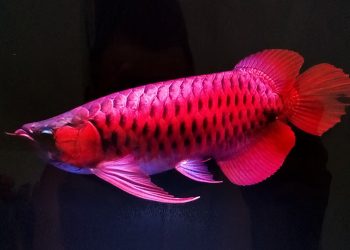 Australia bắt giữ hành khách Việt mang theo cá rồng quý hiếm nhập cảnh