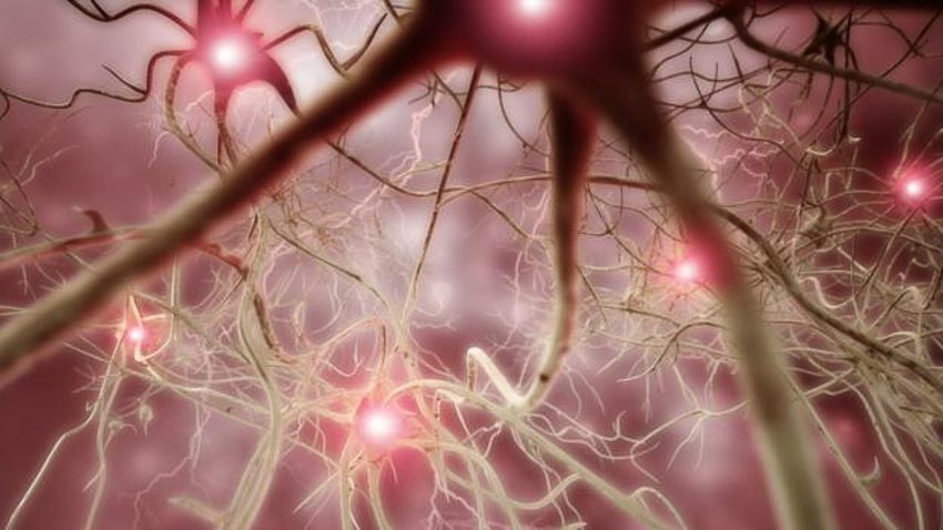 Bằng cách lập bản đồ các kết nối thần kinh của não, Nectome hy vọng sẽ sao lưu được hồi ức con người