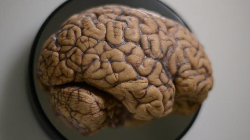 Não người là một kiệt tác sinh học