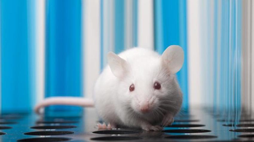Một số thử nghiệm trên não chuột cũng có thể ứng dụng cho não người