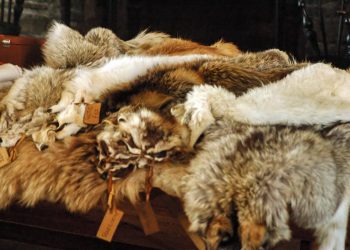 Sự cáo chung của thời trang lông thú