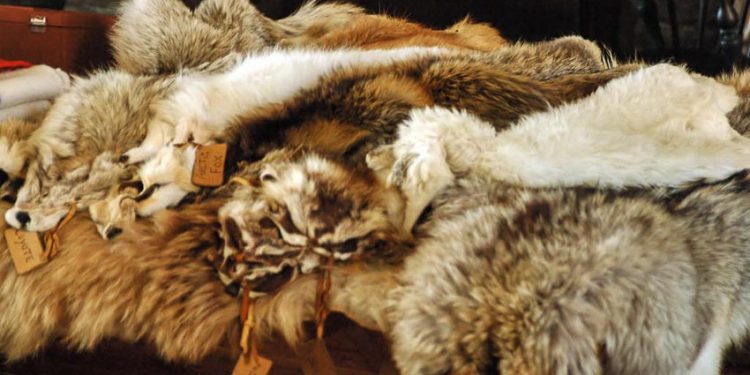 Sự cáo chung của thời trang lông thú