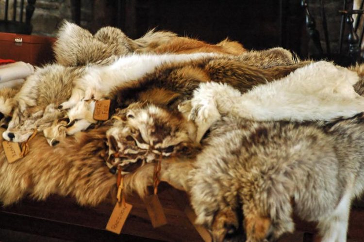 Sự cáo chung của thời trang lông thú