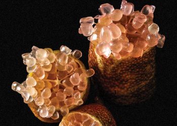 Hạt chanh ngón tay có nhiều màu sắc khác nhau