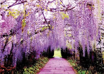 Mê mẩn “bầu trời tím” tử đằng ở Nhật Bản