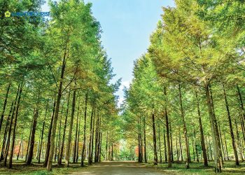 Auckland - thành phố của những cánh buồm