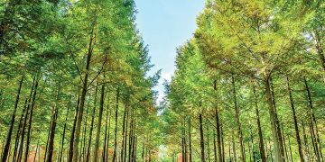 Auckland - thành phố của những cánh buồm