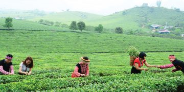 Du khách trong trang phục dân tộc trên đồi chè Mộc Châu 1