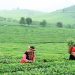 Du khách trong trang phục dân tộc trên đồi chè Mộc Châu 1