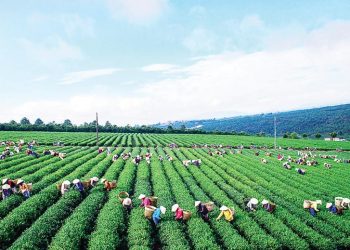 Ngành sản xuất trà của Việt Nam khởi sắc trong năm 2019