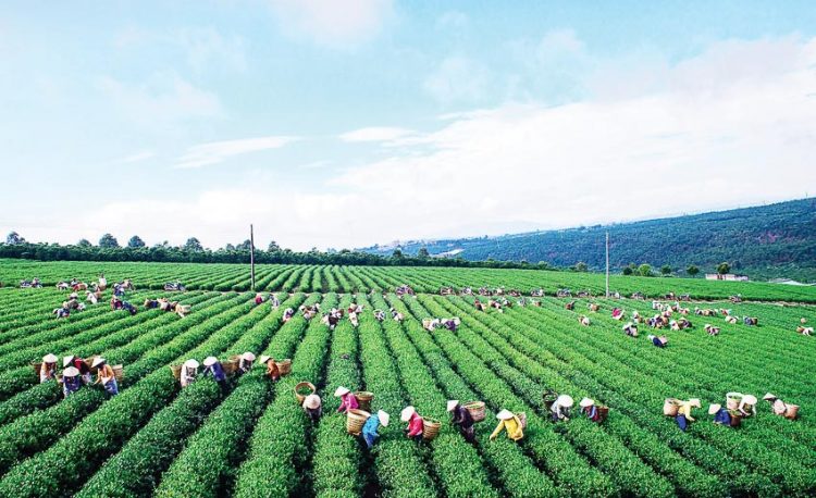 Ngành sản xuất trà của Việt Nam khởi sắc trong năm 2019