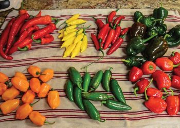 Viện nghiên cứu ớt độc nhất trên thế giới 3