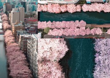 Hình ảnh trên không đáng kinh ngạc của con đường hoa anh đào dọc bờ sông Meguro, Tokyo