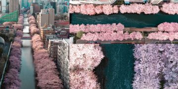 Hình ảnh trên không đáng kinh ngạc của con đường hoa anh đào dọc bờ sông Meguro, Tokyo