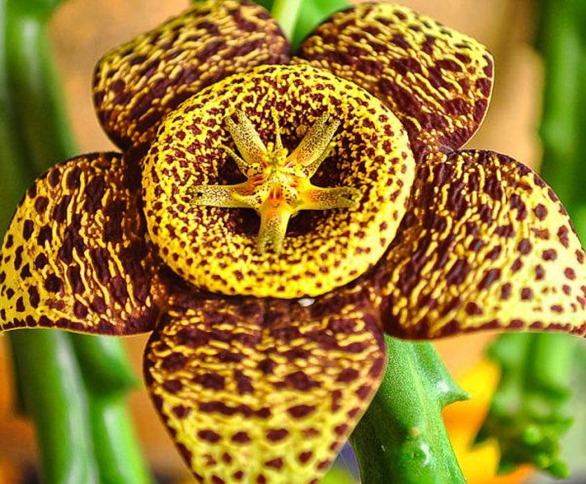 10 loài thực vật kỳ lạ nhất thế giới 1