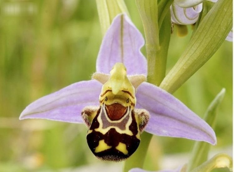 10 loài thực vật kỳ lạ nhất thế giới