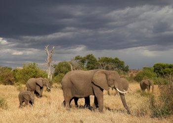 Bộ tranh xúc động: Động vật sẽ nói gì nếu trò chuyện với con người? 1