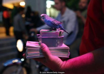 Tới Iran tìm hiểu truyền thống bói vận may bằng thơ Hafez 6