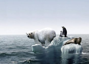 Những hậu quả của biến đổi khí hậu 1