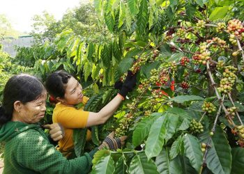 Nestlé VN nhận bằng khen vì thành tích xuất sắc phát triển nông nghiệp bền vững 3