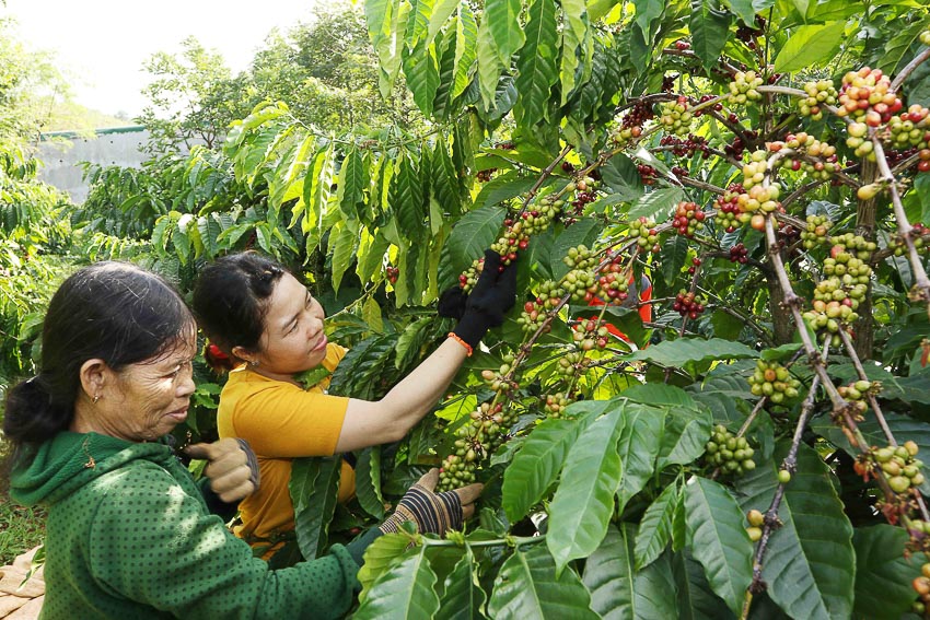 Nestlé Việt Nam nhận bằng khen vì thành tích xuất sắc phát triển nông nghiệp bền vững 3